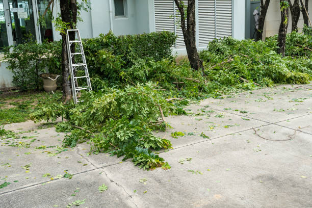 Best Emergency Tree Service  in Ridgeland, SC